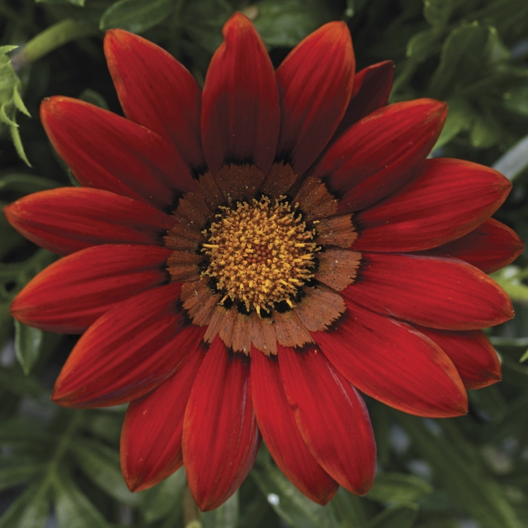 Gazania Big Kiss Red p9