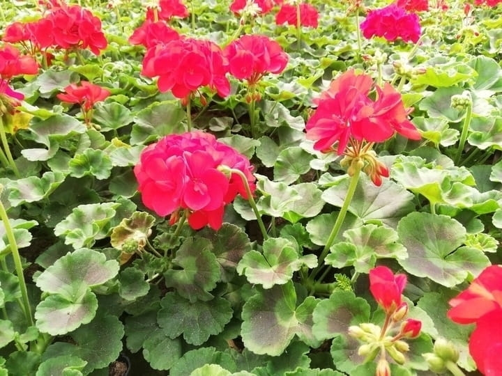 Pelargonia Rabatowa CZERWONA Fernando c12