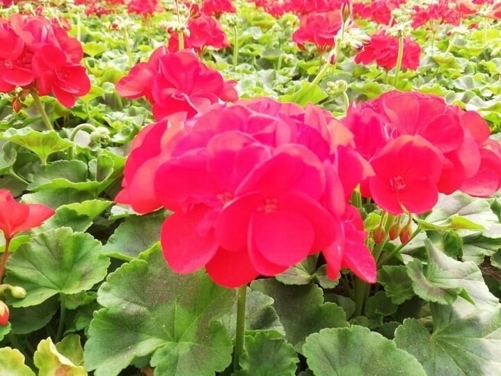 Pelargonia Rabatowa CZERWONA Fernando c12