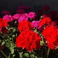 Pelargonia Rabatowa CZERWONA Fernando c12