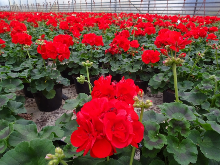 Pelargonia Rabatowa CZERWONA Fernando c12