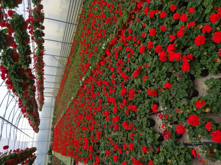 Pelargonia Rabatowa CZERWONA Fernando c12