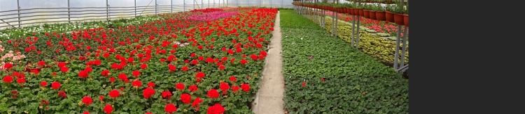 Pelargonia Rabatowa CZERWONA Fernando c12