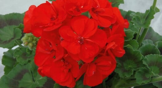 Pelargonia Rabatowa CZERWONA Fernando c12