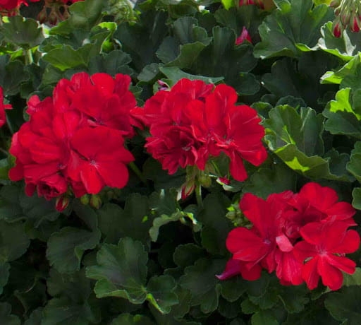 Pelargonia Rabatowa CZERWONA Fernando c12