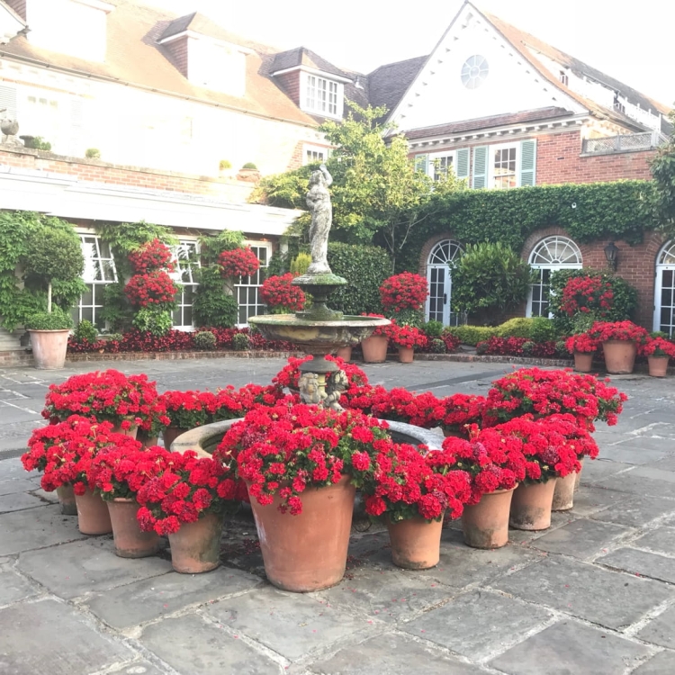 Pelargonia Rabatowa CZERWONA Fernando c12