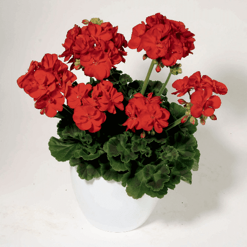 Pelargonia Rabatowa CZERWONA Fernando c12