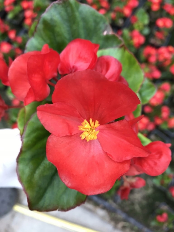 BEGONIA STALE KWITNĄCA CZERWONA