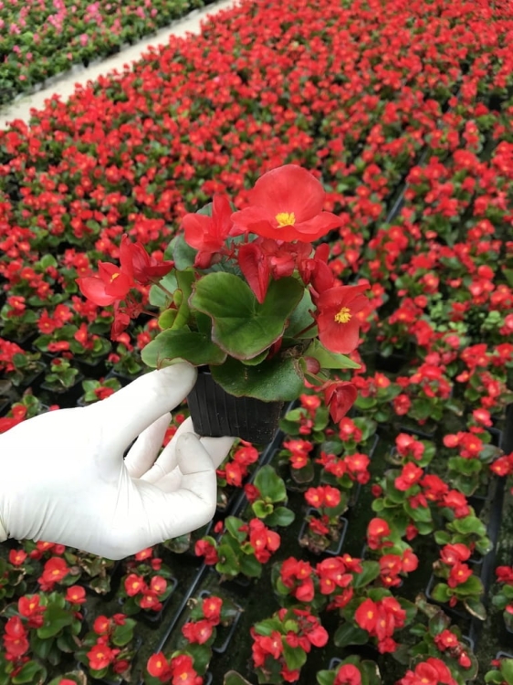 BEGONIA STALE KWITNĄCA CZERWONA