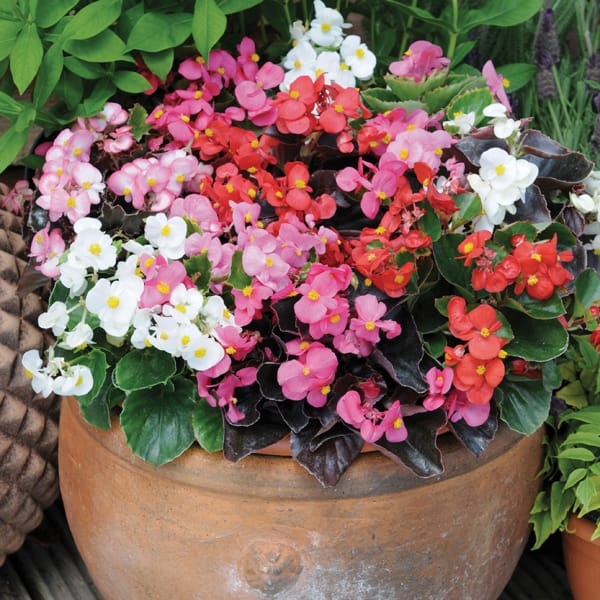 BEGONIA STALE KWITNĄCA CZERWONA