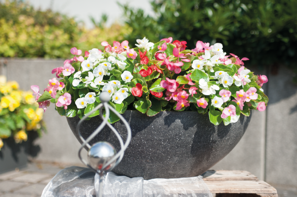 BEGONIA STALE KWITNĄCA CZERWONA