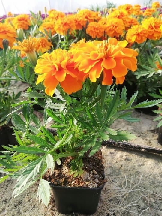 AKSAMITKA - STUDENTKA  ORANGE DEEP