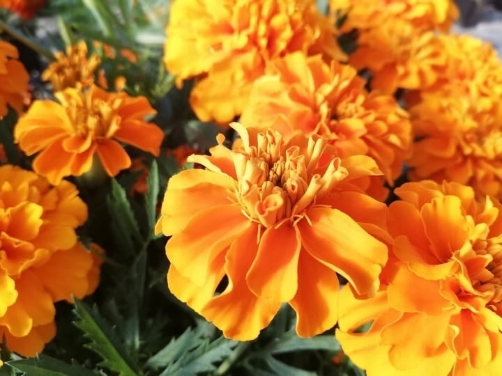 AKSAMITKA - STUDENTKA  ORANGE DEEP