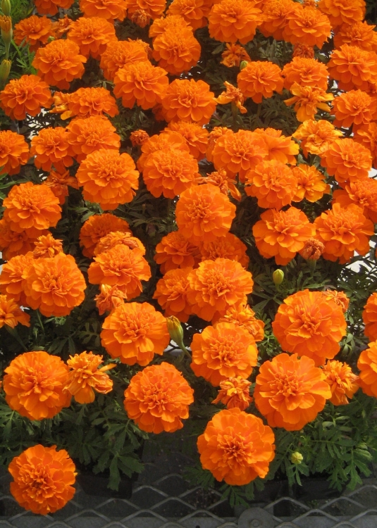 AKSAMITKA - STUDENTKA  ORANGE DEEP