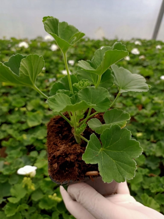 Pelargonia Rabatowa Smokey Eye Pink c12