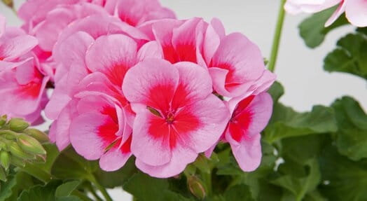 Pelargonia Rabatowa Smokey Eye Pink c12