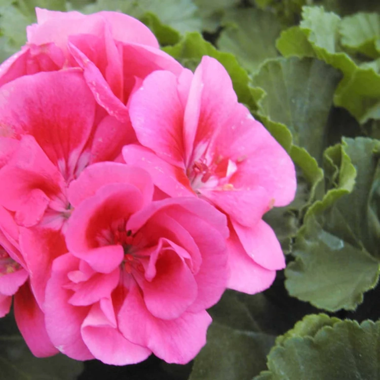 Pelargonia Rabatowa Smokey Eye Pink c12