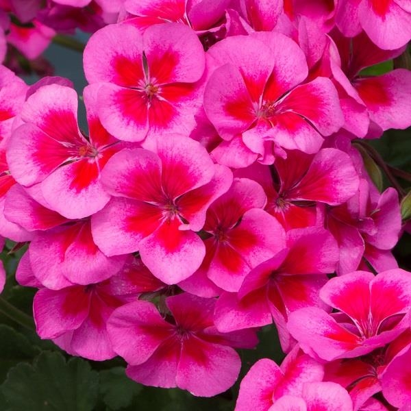 Pelargonia Rabatowa Smokey Eye Pink c12