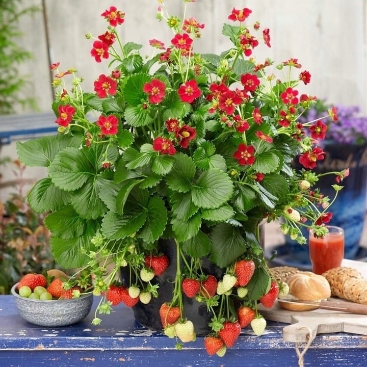 Truskawka ozdobna Fragoo Summer breeze Rose P9