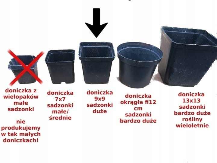 Truskawka ozdobna Fragoo Summer breeze Rose P9