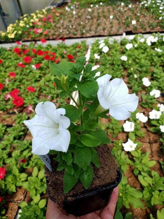 SURFINIA PETUNIA white ray p9