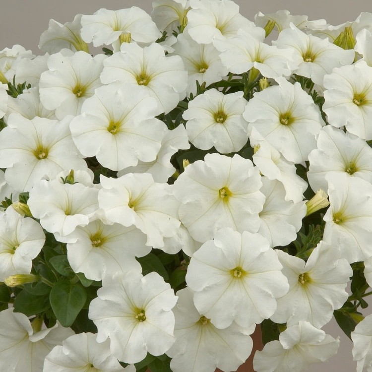 SURFINIA PETUNIA white ray p9