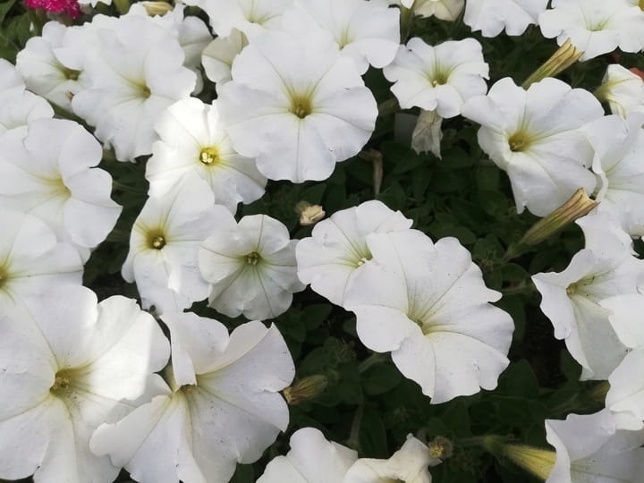 SURFINIA PETUNIA white ray p9