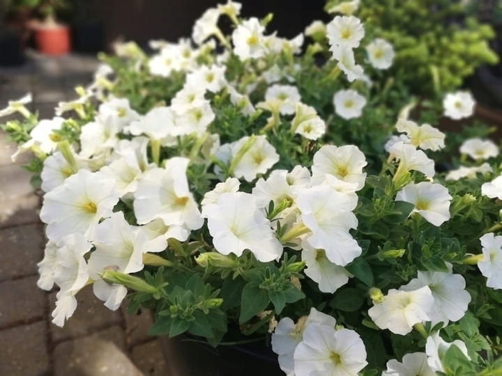 SURFINIA PETUNIA white ray p9