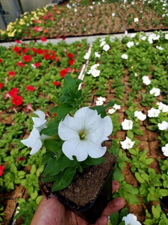 SURFINIA PETUNIA white ray p9