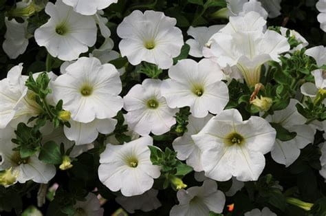SURFINIA PETUNIA white ray p9