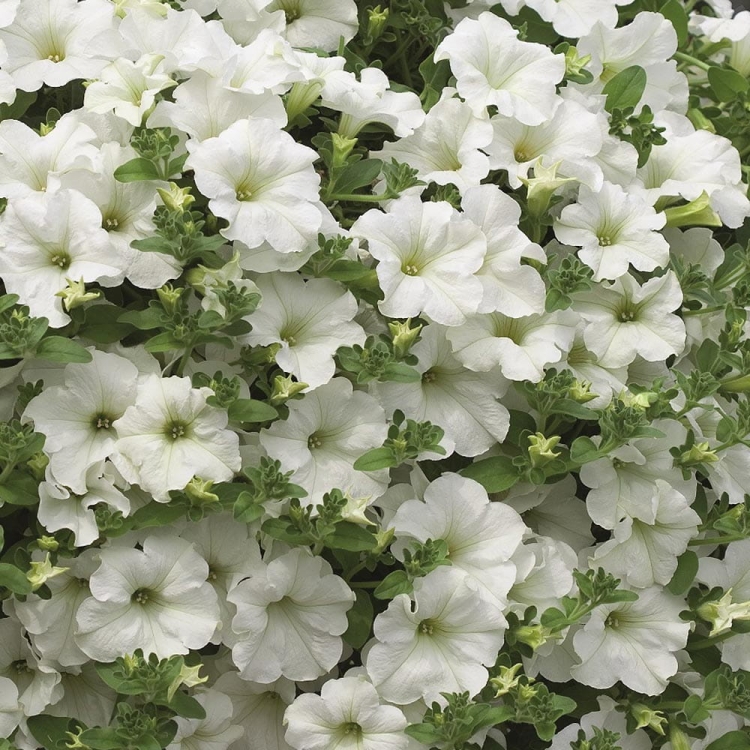 SURFINIA PETUNIA white ray p9