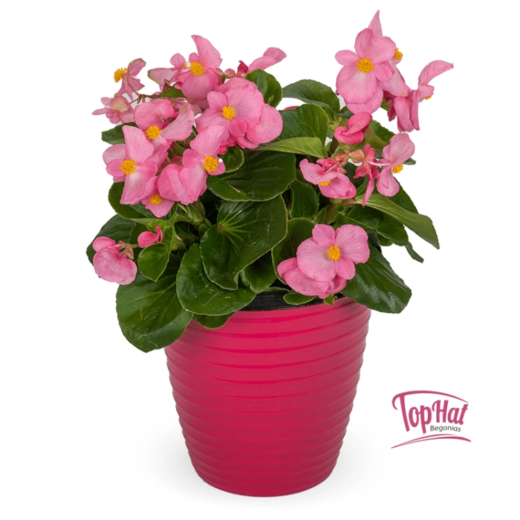 Begonia TOPHAT-DRAGON PINK