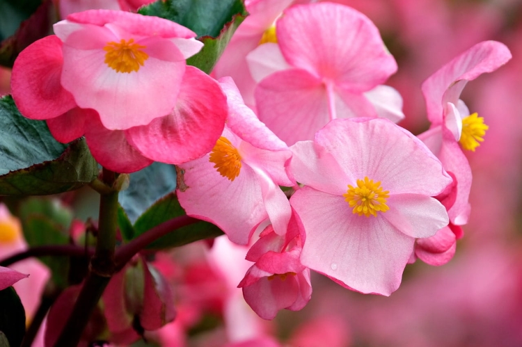 Begonia TOPHAT-DRAGON PINK