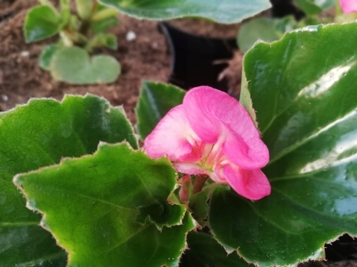 Begonia TOPHAT-DRAGON PINK