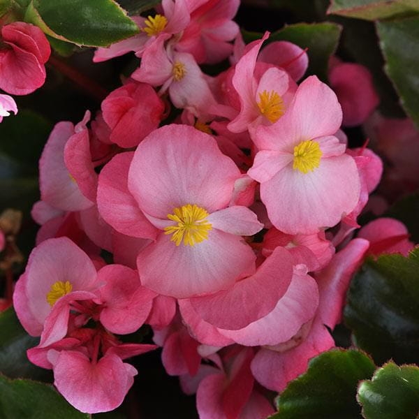 Begonia TOPHAT-DRAGON PINK