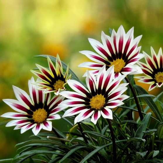 Gazania Big Kiss WHITE FLAME p9