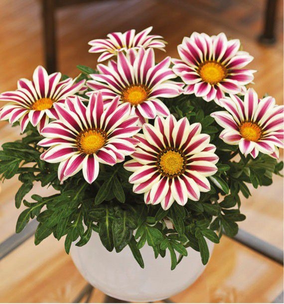 Gazania Big Kiss WHITE FLAME p9