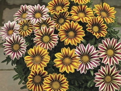Gazania Big Kiss WHITE FLAME p9