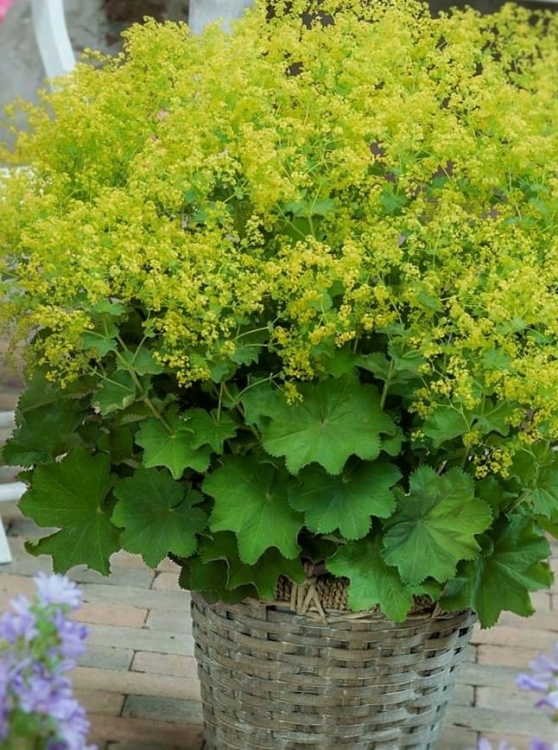 Przywrotnik Ostroklapowy - Alchemilla sadzonka