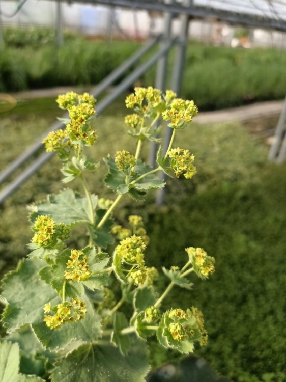 Przywrotnik Ostroklapowy - Alchemilla sadzonka