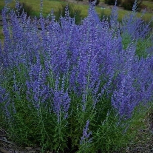 Perovskia, Perowskia P9