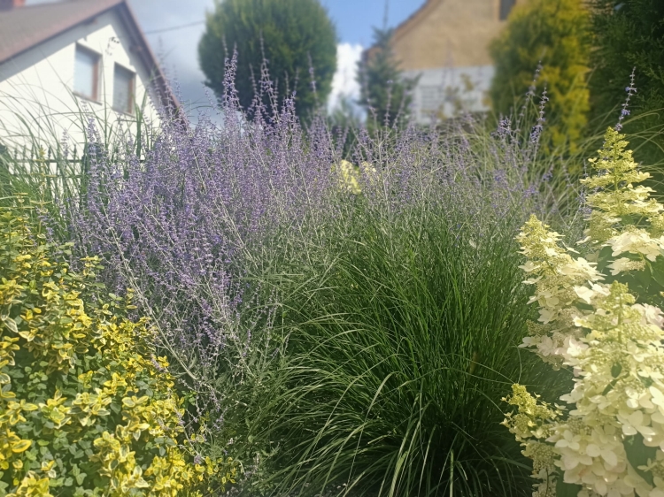 Perovskia, Perowskia P9