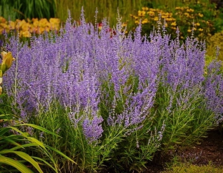 Perovskia, Perowskia P9