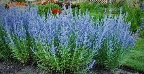 Perovskia, Perowskia P9