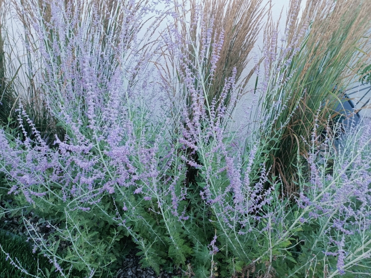 Perovskia, Perowskia P9