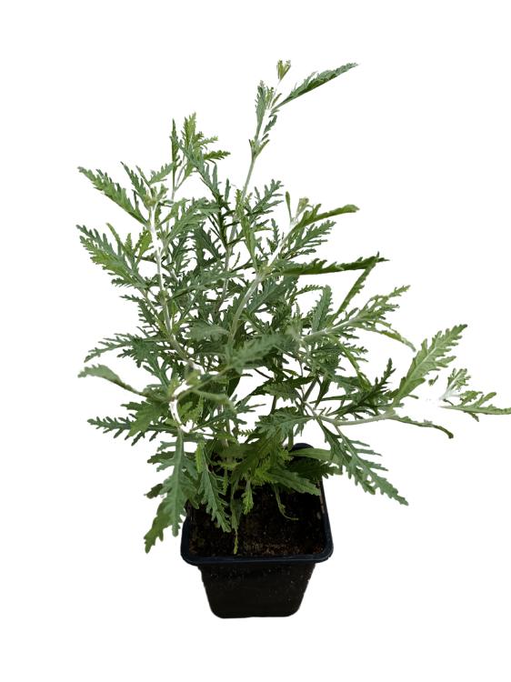 Perovskia, Perowskia P9