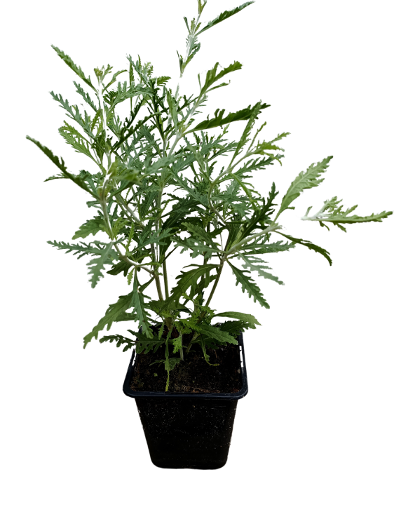 Perovskia, Perowskia P9