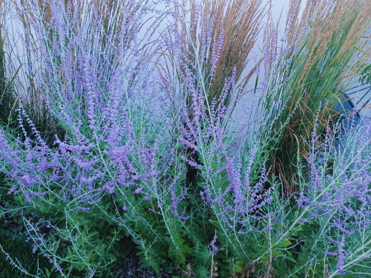 Perovskia, Perowskia P9