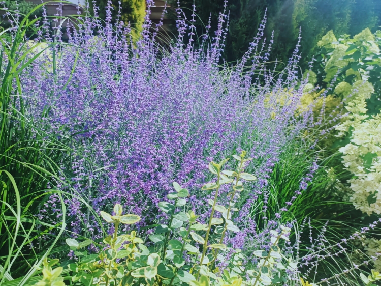 Perovskia, Perowskia P9