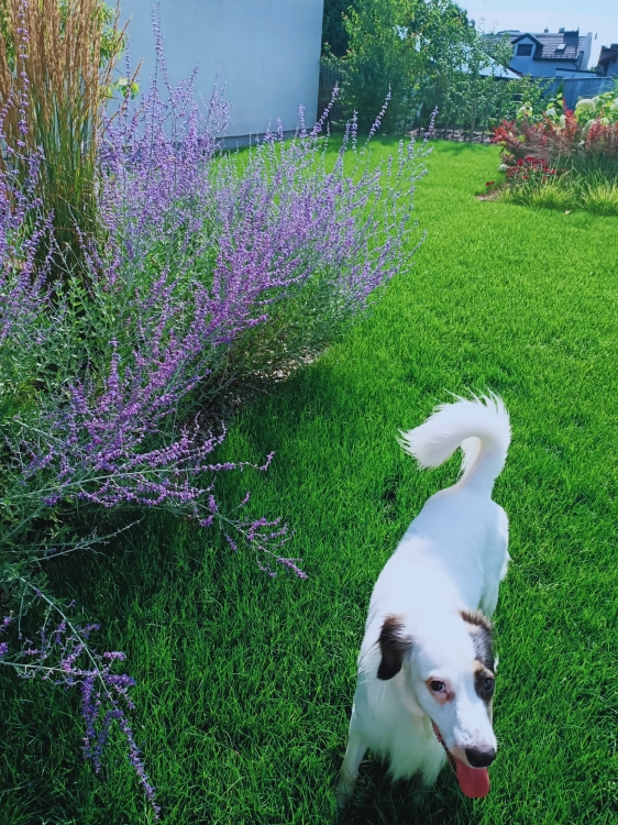 Perovskia, Perowskia P9